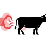 cow's flatulence
