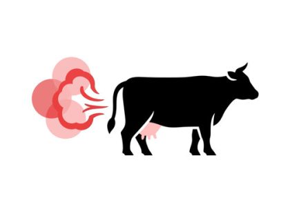 cow's flatulence