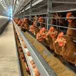 10 Essential Tips for Starting a Profitable Layer Farm
