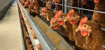 10 Essential Tips for Starting a Profitable Layer Farm