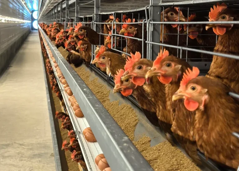 10 Essential Tips for Starting a Profitable Layer Farm