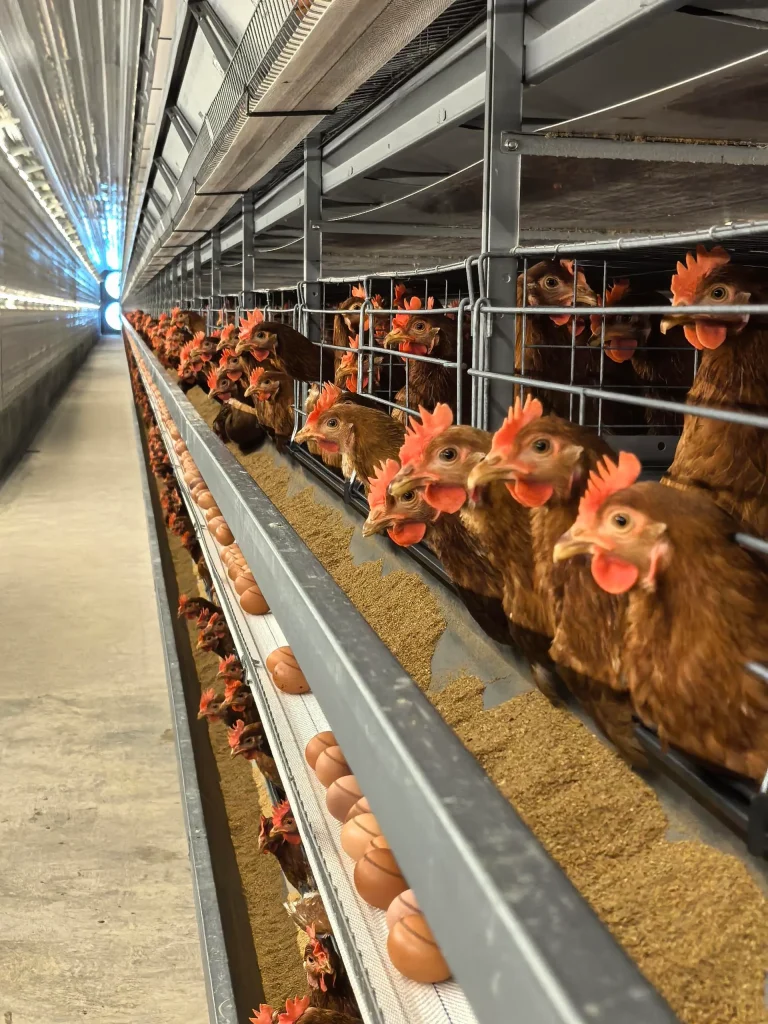 10 Essential Tips for Starting a Profitable Layer Farm