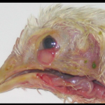 Common poultry disease
