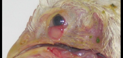 Common poultry disease