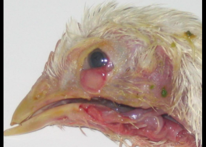 Common poultry disease