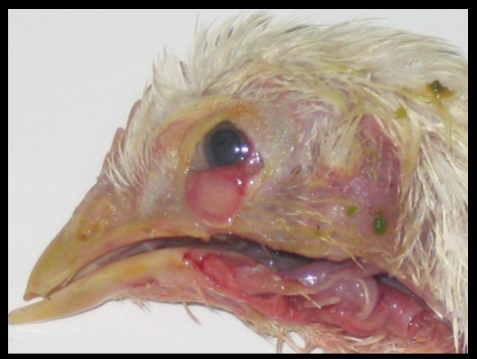 Common Poultry Diseases: Broilers and Layers